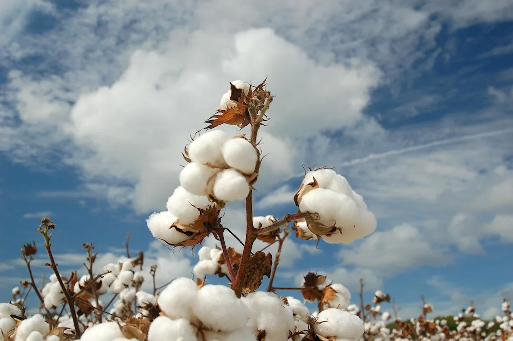 Cotton Peruvian