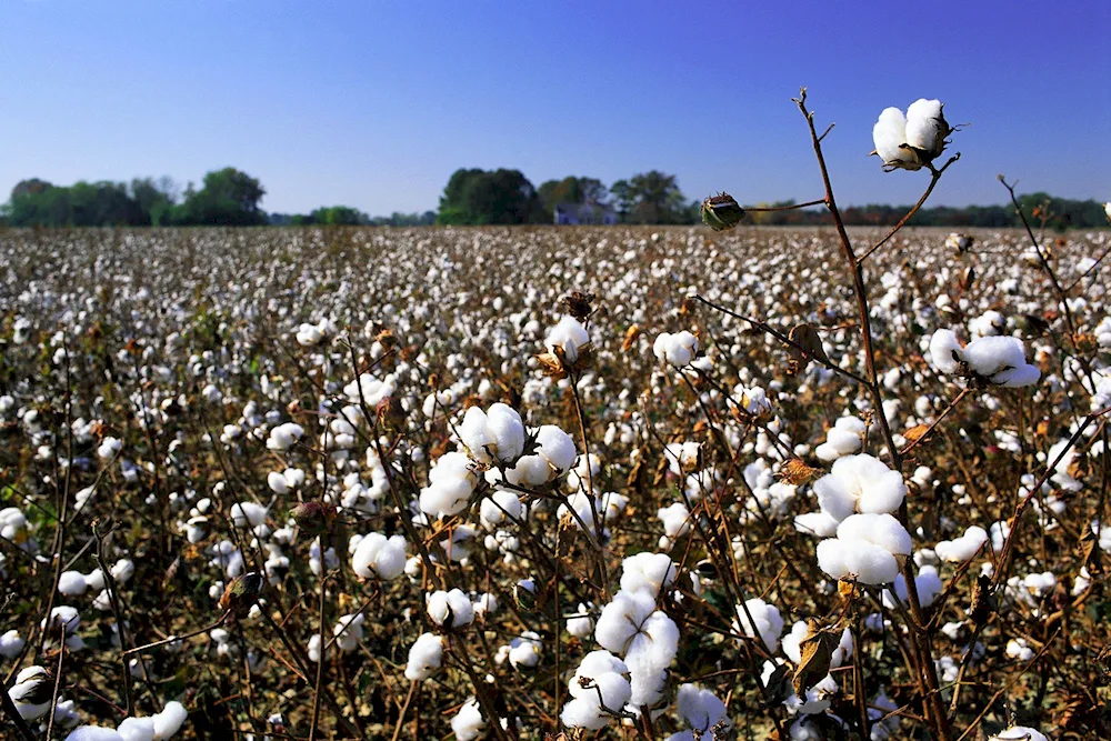 Cotton plant of Upland