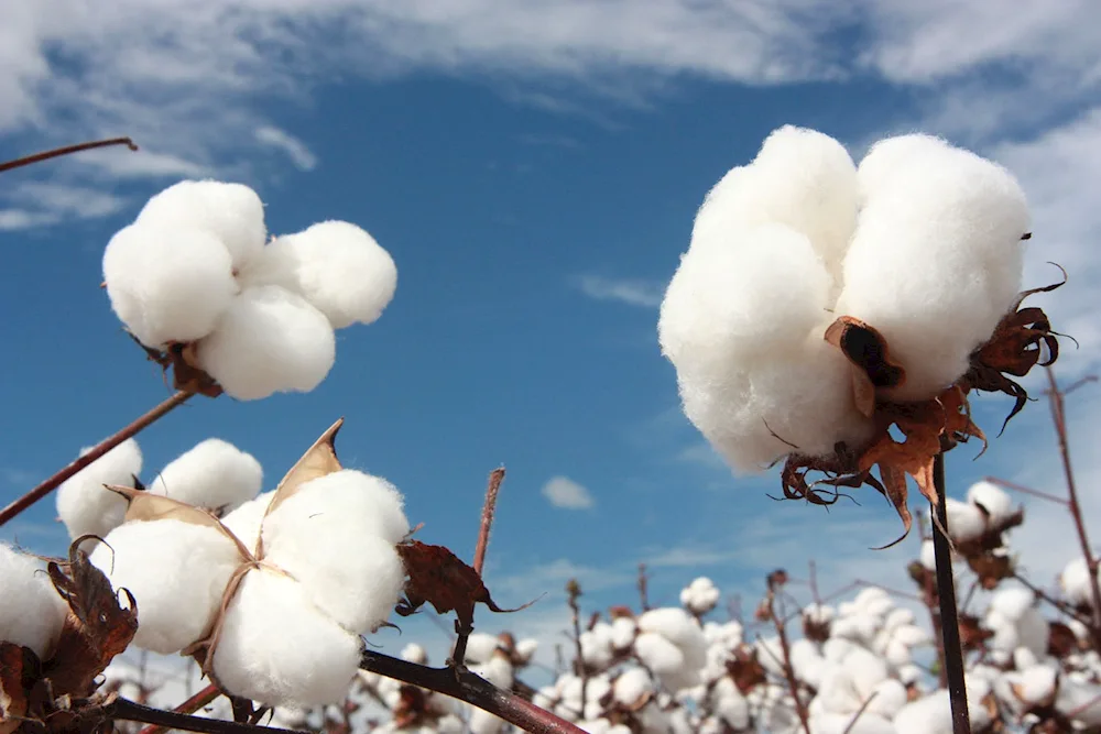 Cotton plant