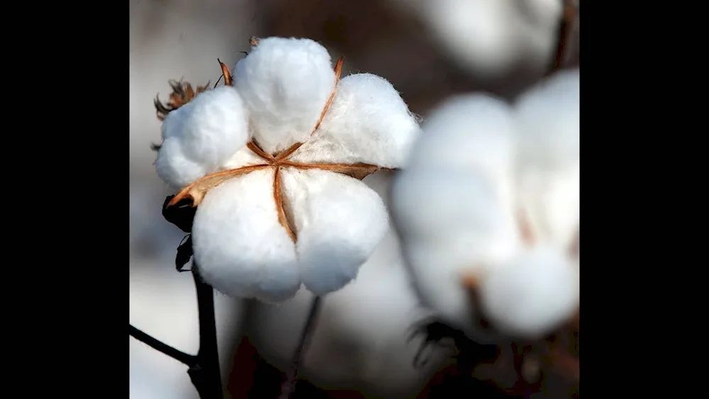 Medium-fibre cotton