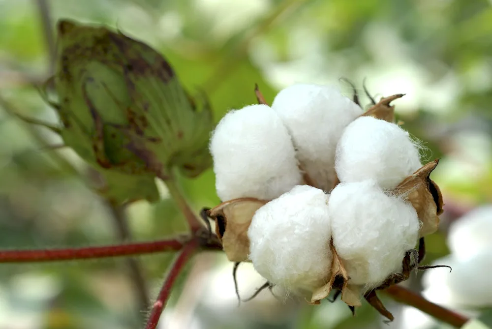 Cotton flower