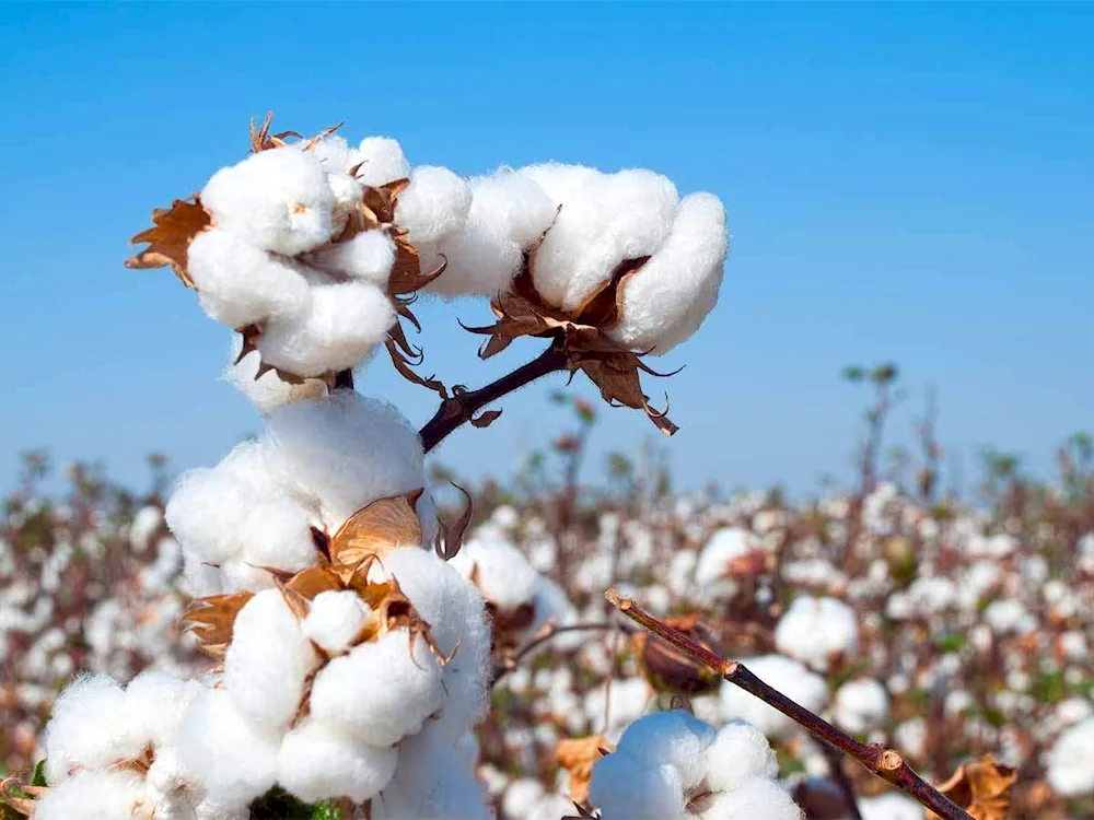 Cotton plant of Peru