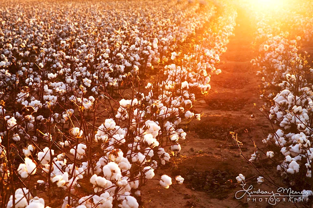 Indochinese cotton plantation