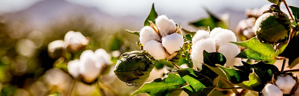 Cotton plant of Uzbekistan Cotton