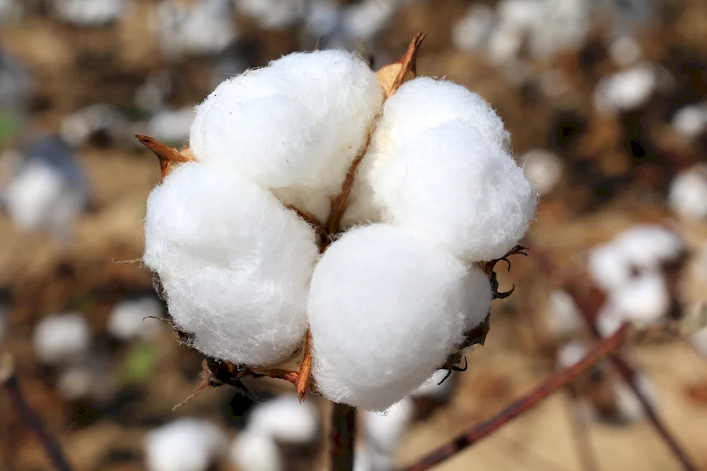 Long-fibre cotton