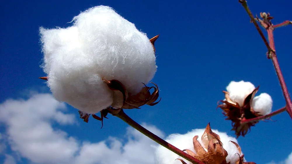 Cotton flower