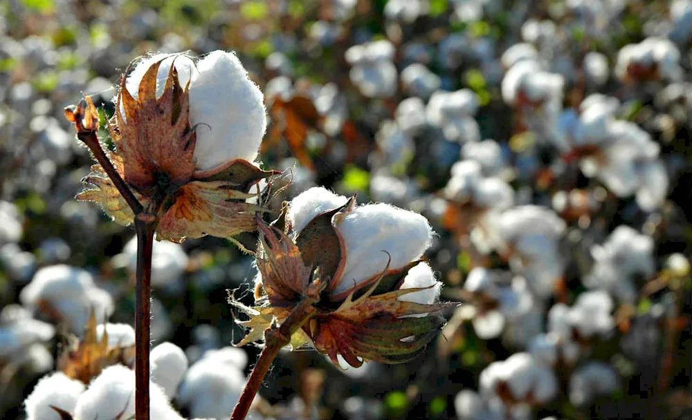 Cotton plant