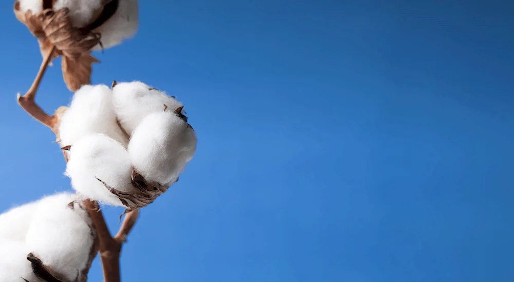 Cotton plant of Uzbekistan