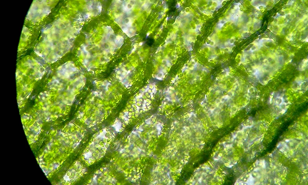 Styles micrograph