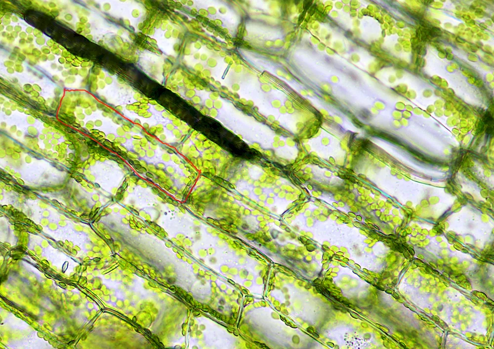 Chloroplasts in an elodea leaf