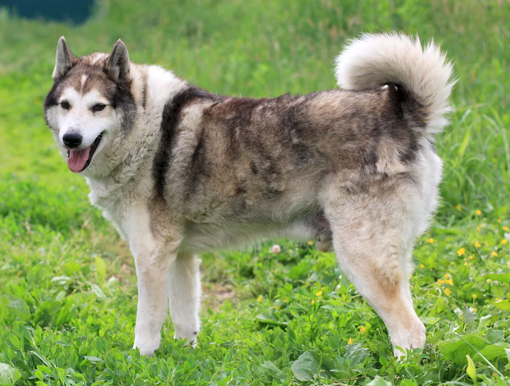 Australian Shepherd dog Shepherd dog