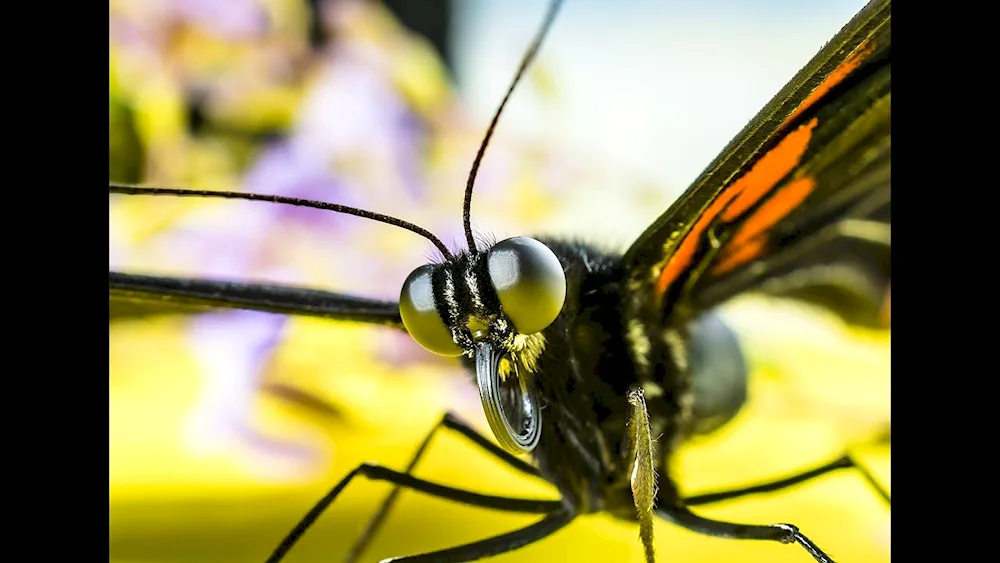 Butterfly proboscis