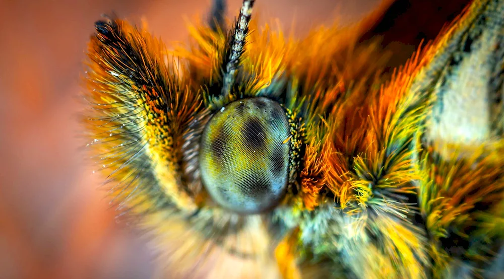 Peacock's eye butterfly