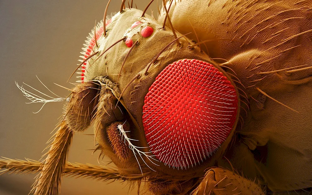 Insects under a microscope