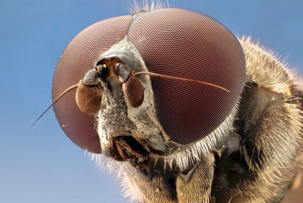 Faceted eyes of Dragonflies