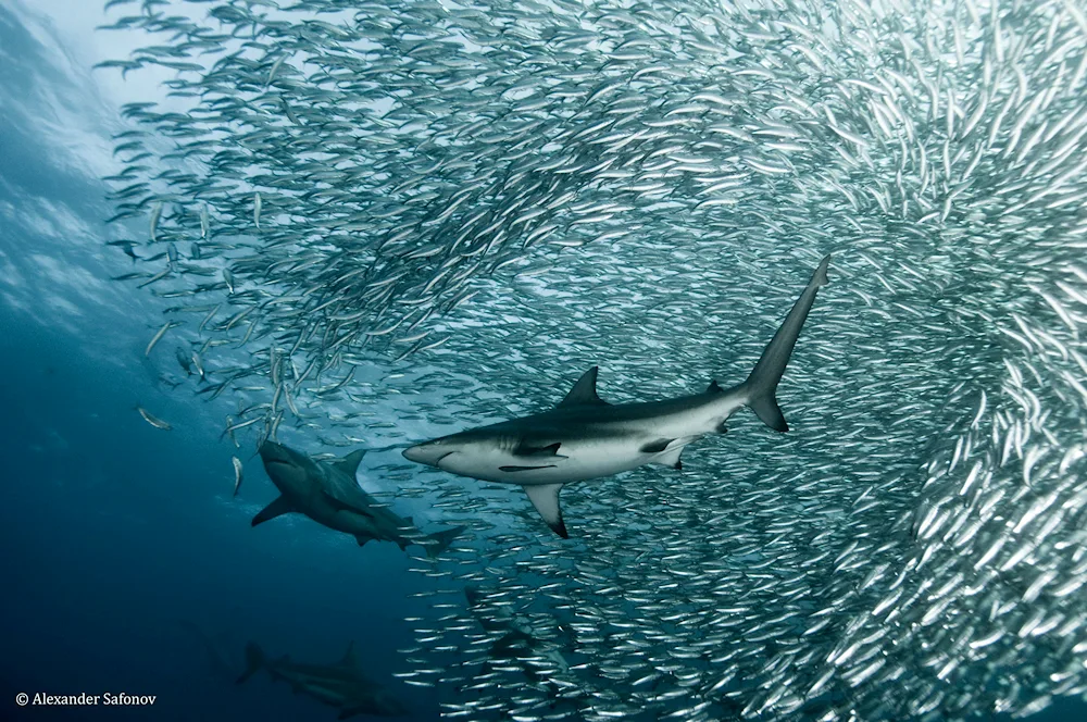 Sardine sharks in South Africa