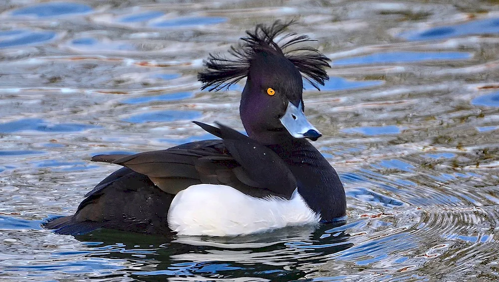 Crested black-necked whistler