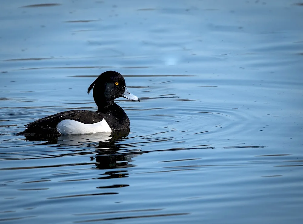 Black tufted duck