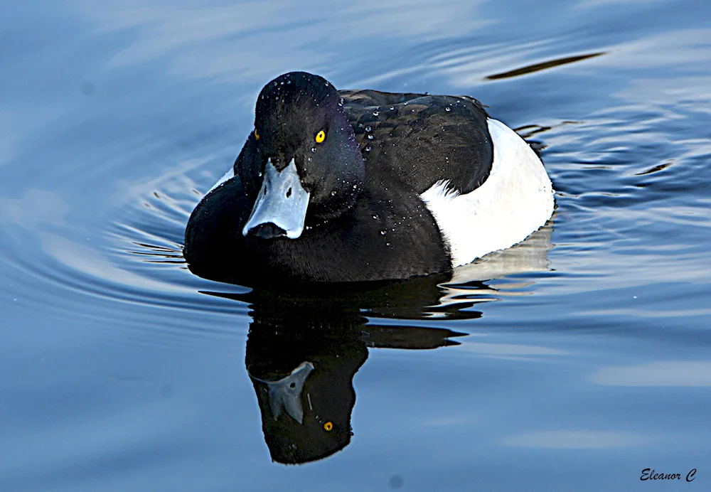 Black mallard fledgling