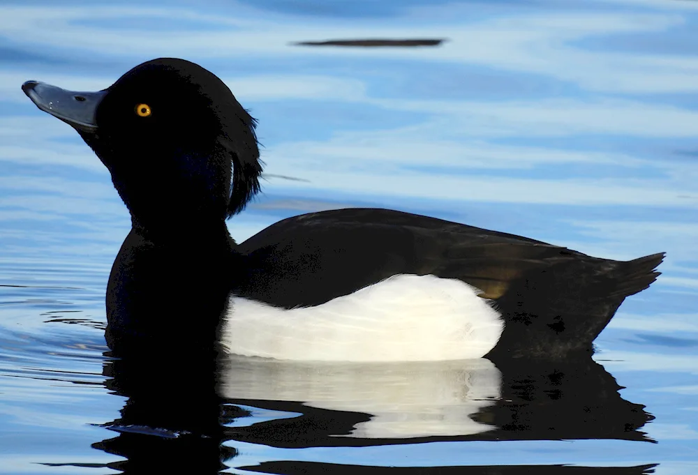 Quail black mallard waterfowl