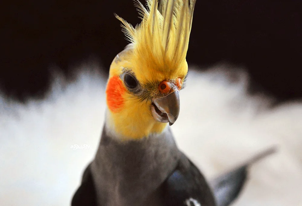 Eastern crowned crane's nest