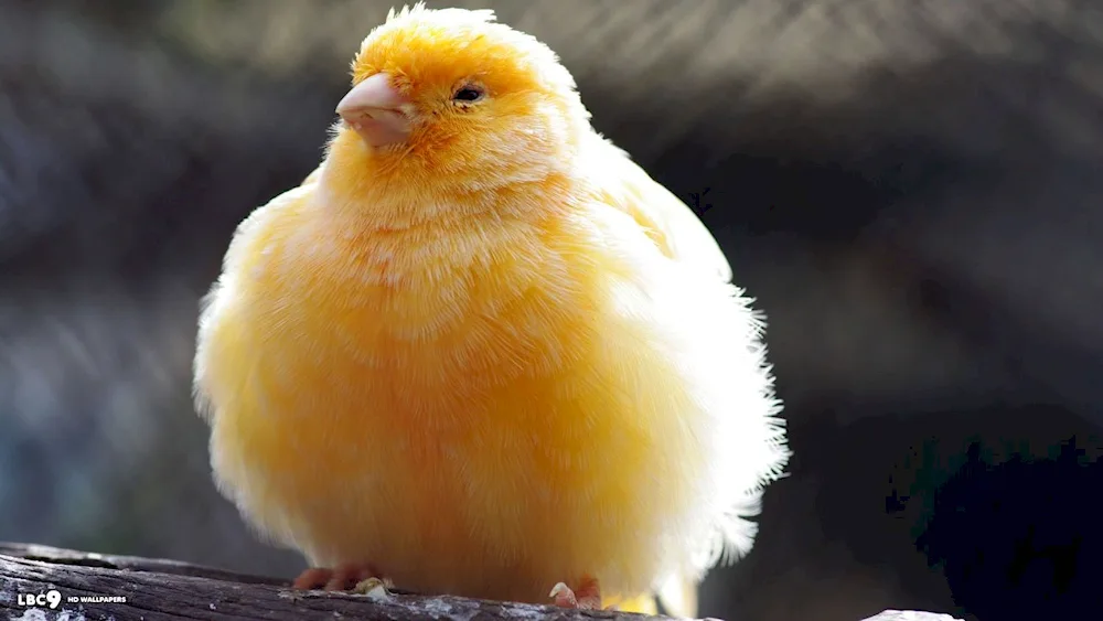 Crested canary