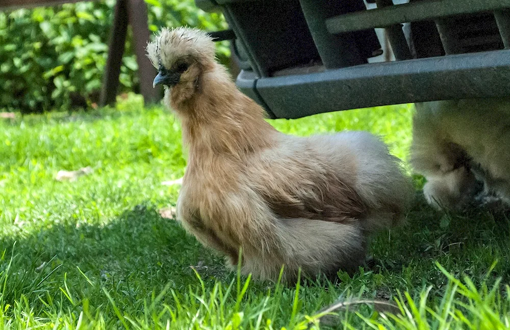 Dominant Crested hens laying hens