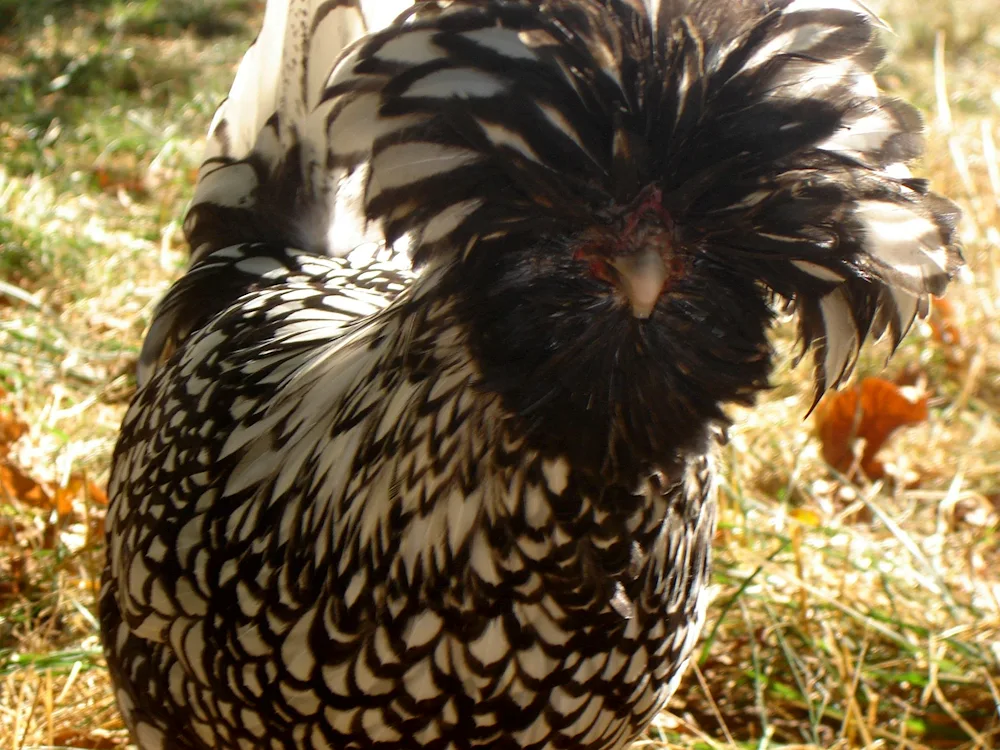 White-crested hen