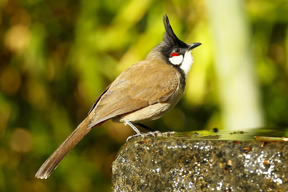 Amazonian crowned flycatcher