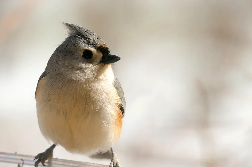 Red Crested Chickadee