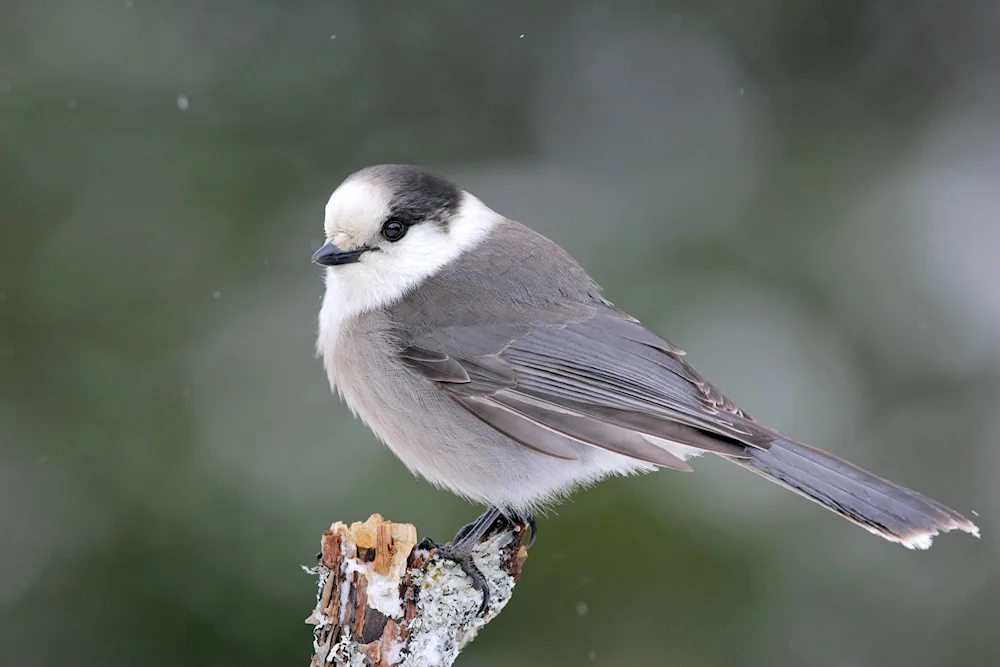 White Chickadee