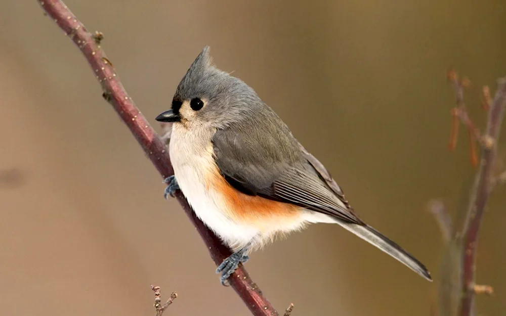 Green-backed tit