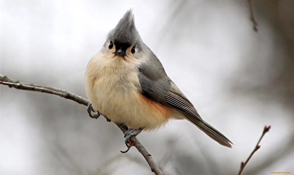 Crested Pichuga