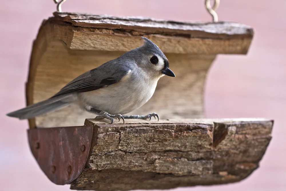 Crested Chickadee. Titmouse