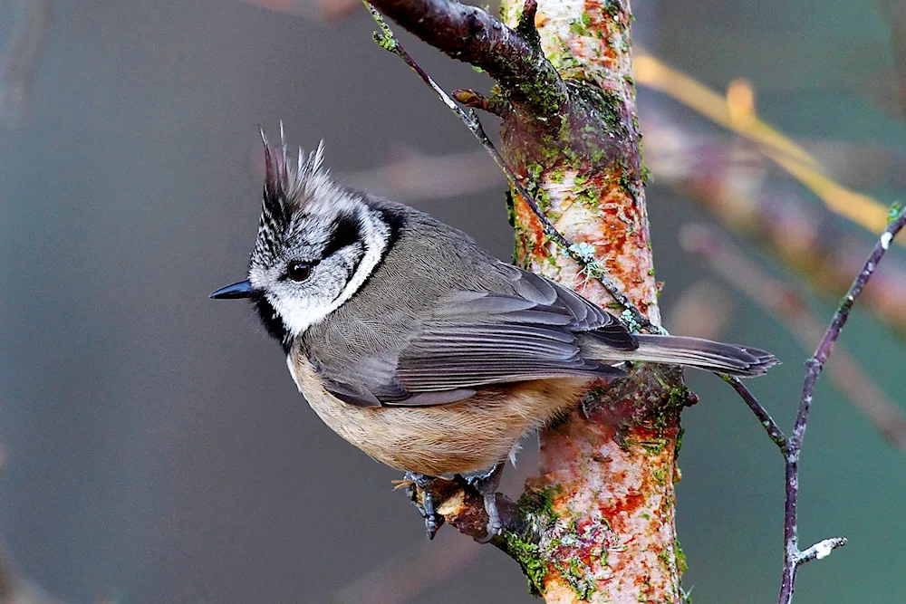 Birds of Tatarstan