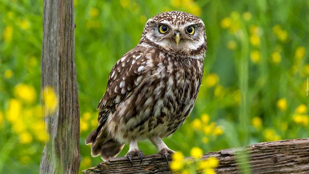 Snifferous Owl