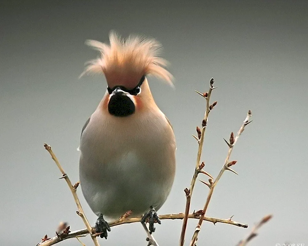 Crested Whistler