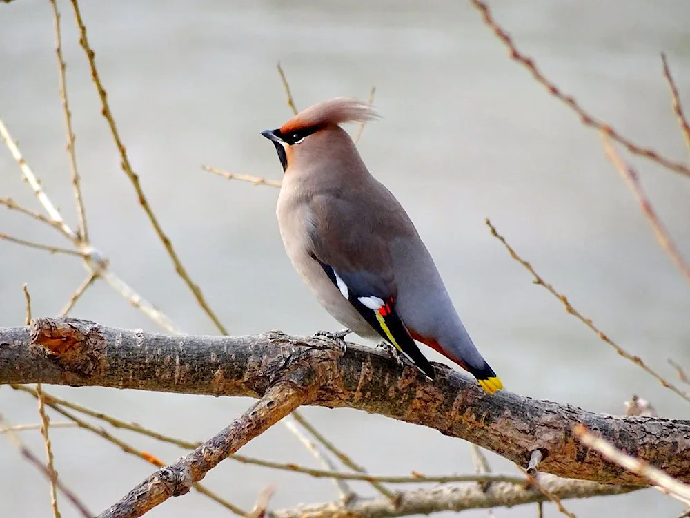 Crested Whistler