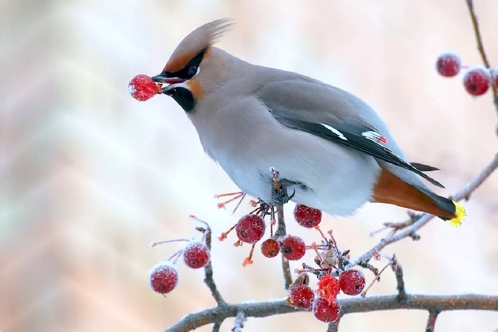 Crested Whistler