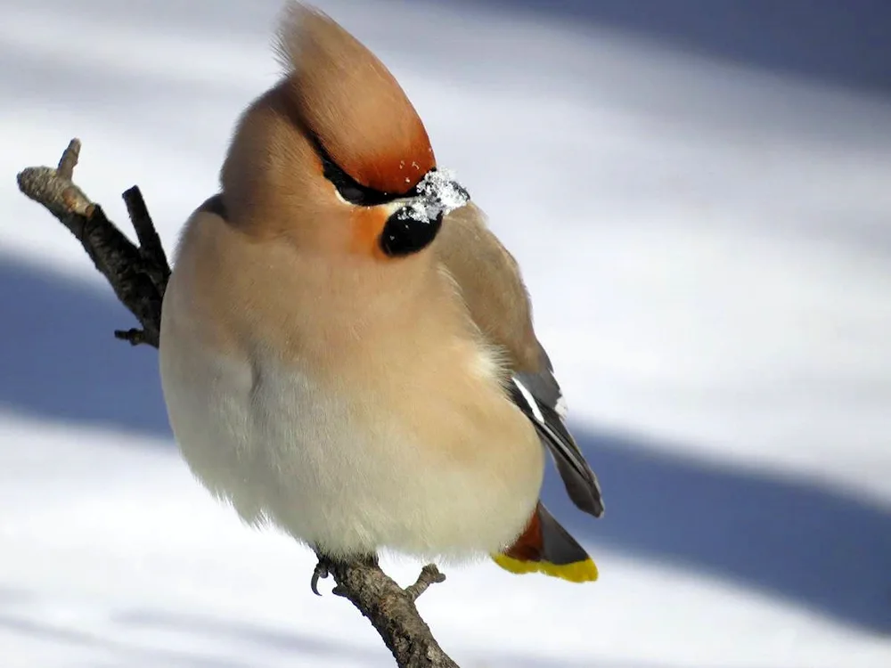 Blue Jay