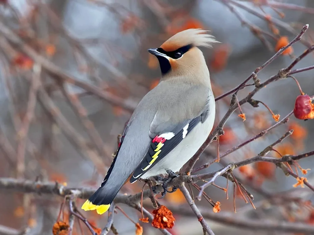Crested whistler
