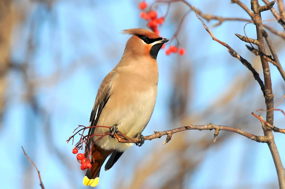 Crested whistler