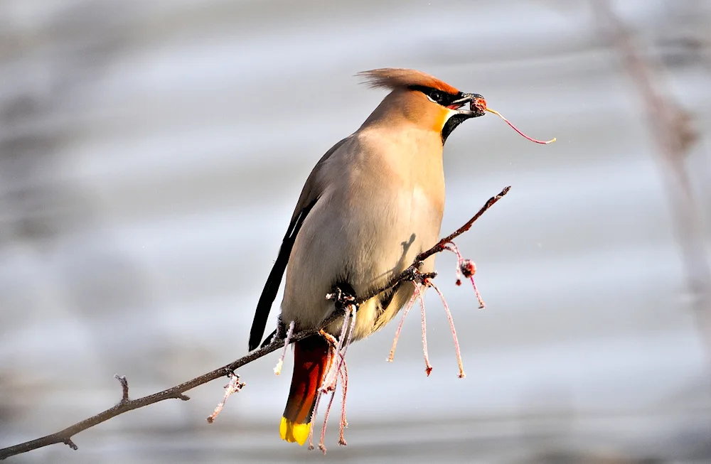 Crested Whistler