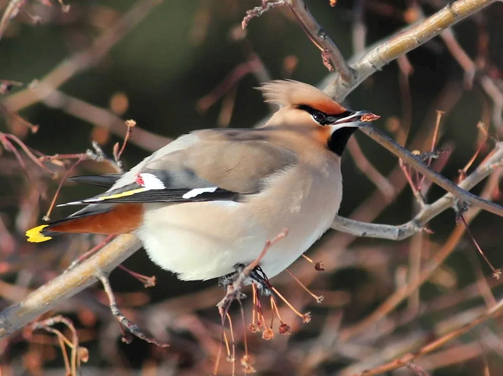 Crested Whistler