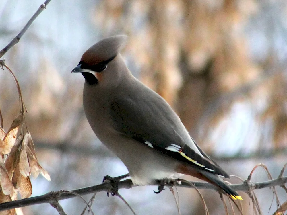 Crested Whistler