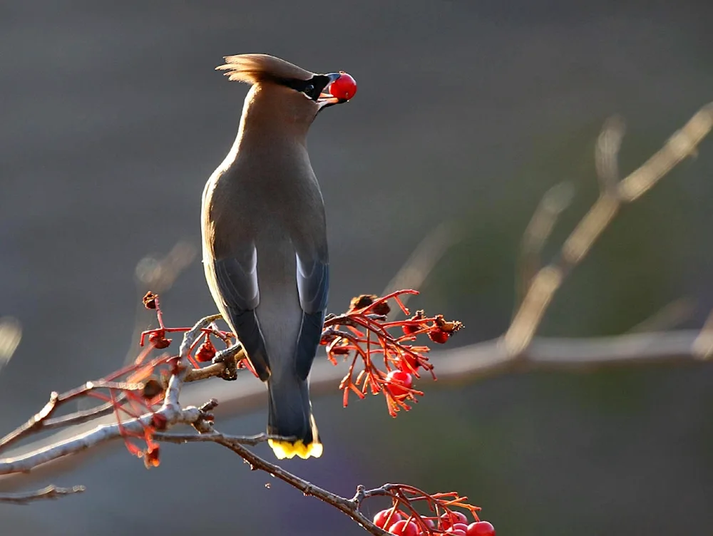 American Cedar swift