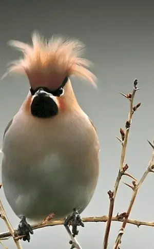 Crested whistler