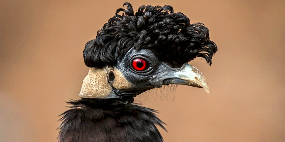 Crested guillemot