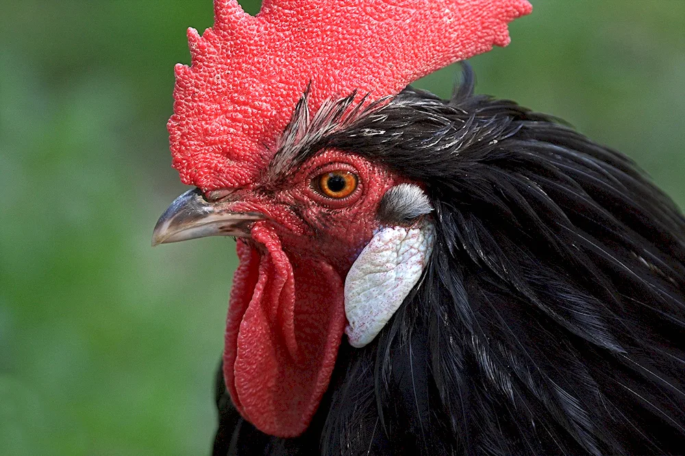 Serama breed chickens