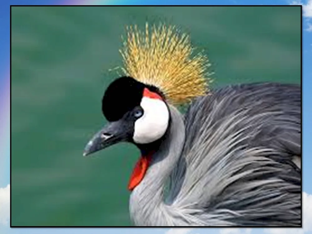 Crowned Crowned Flycatcher
